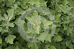 Chenopodium album plant close up