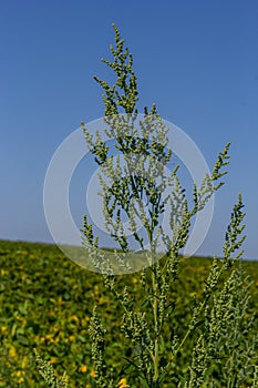 Chenopodium album is a type of annual herbaceous gray-green, covered with grayish powder plants of the Lobodaceae family