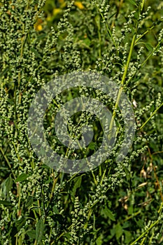 Chenopodium album is a type of annual herbaceous gray-green, covered with grayish powder plants of the Lobodaceae family