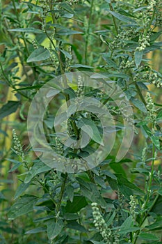 Chenopodium album is a type of annual herbaceous gray-green, covered with grayish powder plants of the Lobodaceae family