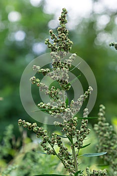 Chenopodium album is a type of annual herbaceous gray-green, covered with grayish powder plants of the Lobodaceae family