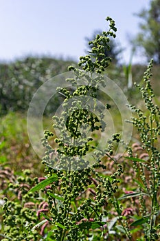 Chenopodium album is a type of annual herbaceous gray-green, covered with grayish powder plants of the Lobodaceae family