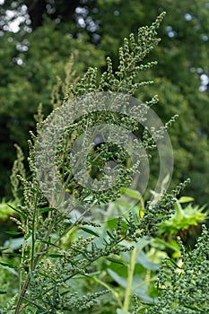 Chenopodium album is a type of annual herbaceous gray-green, covered with grayish powder plants of the Lobodaceae family