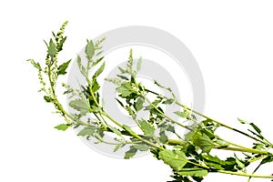 Chenopodium album - White goose-foot