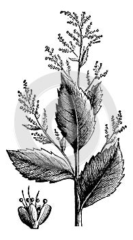 Chenopodium anthelminticum or Wormseed Goosefoot vermifuge plant and flower vintage engraving photo