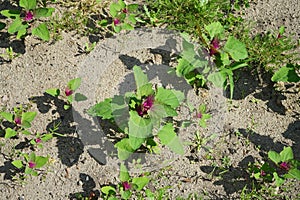 Chenopodium giganteum grows in July. Potsdam, Germany