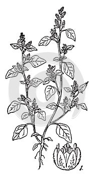 Chenopodium vintage illustration