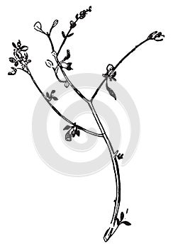 Chenopodium vulvaria or Stinking Goosefoot, vintage engraving