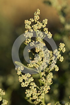 Chenopodium Ã¡lbum, Allergens Plant