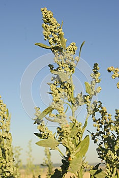 Chenopodium Ã¡lbum, Allergens Plant