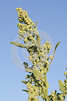 Chenopodium Ã¡lbum, Allergens Plant