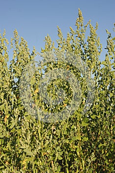 Chenopodium Ã¡lbum, Allergens Plant