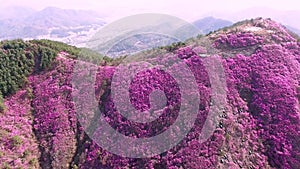 Cheonjusan Mountain Jindallae Azalea Flower Blooming, Changwon, Gyeongnam, South Korea, Asia