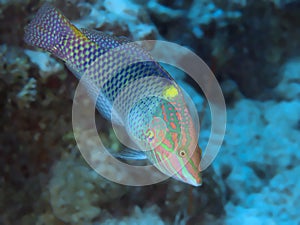 Chequerboard wrasse