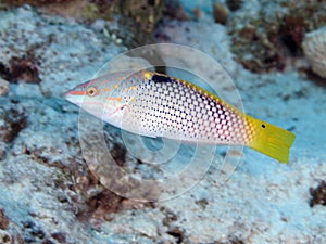 Chequerboard wrasse
