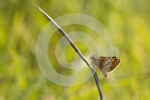 Chequered or Artic Skipper