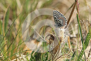 Chequered blue buttefly