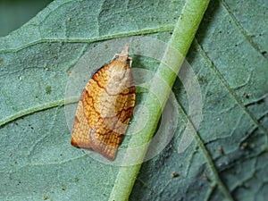 Chequered Fruit-tree Tortrix Moth - Pandemis corylana resting on a leaf.