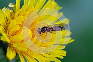 Chequered hoverfly on Dandelion.