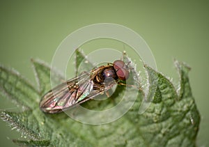 Chequered hoverfly macro, Melanostoma scalare. Closeup macro.