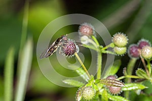 Chequered hoverfly Melanostoma scalare