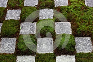 Chequered moss pattern