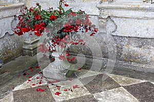 Chequered paving slabs and plant pot