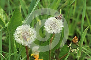 Chequered skipper