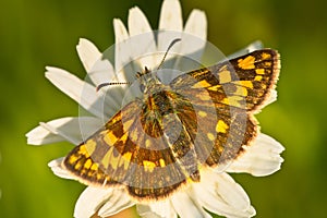 Chequered skipper