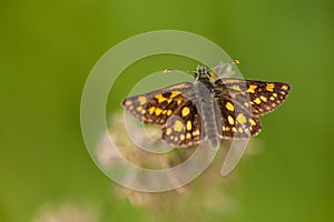 Chequered skipper butterfly with blurred background