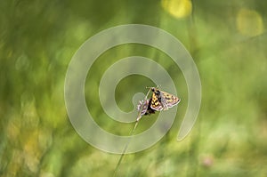 Chequered Skipper Butterfly, Carterocephalus palaemon