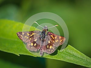 Chequered skipper butterfly on a green leaf