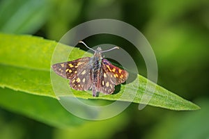 Chequered skipper butterfly on a green leaf