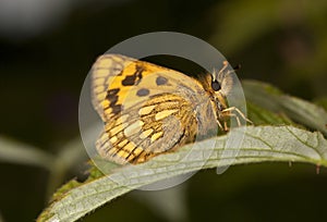 Chequered skipper (Carterocephalus palaemon)