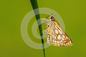 Chequered Skipper - Carterocephalus palaemon