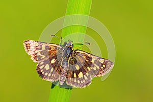 Chequered Skipper - Carterocephalus palaemon