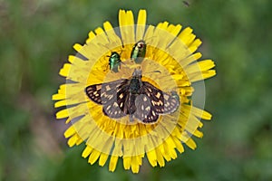 Chequered skipper Carterocephalus palaemon