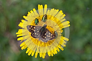 Chequered skipper Carterocephalus palaemon