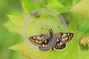 Chequered skipper on maple leaf