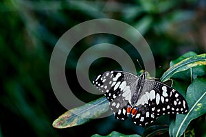 Chequered Swallowtail Butterfly