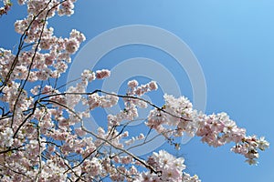 Cher blossom and blue sky