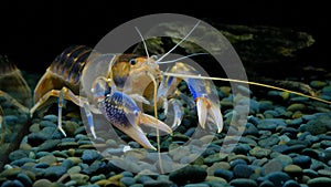 Cherax Destructor volcano in the aquarium