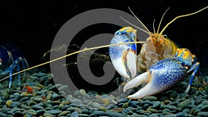 Cherax Destructor volcano in the aquarium