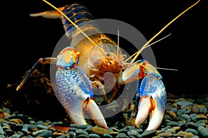 Cherax destructor yabby shrimp