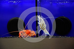 Cherax quadricarinatus, Australian red claw crayfish.