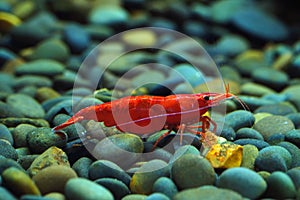 Cherax red in the aquarium