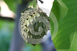 Cherimoya