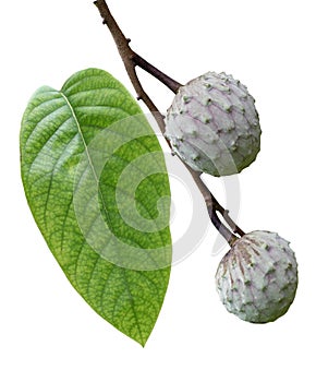 Cherimoya Fruit