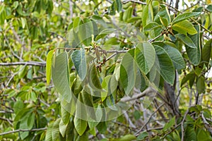 The cherimoya plant, known as the Annona cherimola Mill species, belongs to the Annonaceae plant family