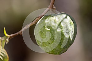 Cherimoya (Species Annona cherimola), close up Detail , a tropical fruit believed to be native to Ecuador and Peru, with